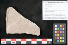 Foto (Objekt + Etikett) von Trigonocarpus sp.  (NHMW-GEO-2024-0188-11153)